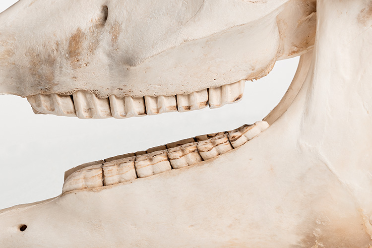 Visuel gamme dentisterie