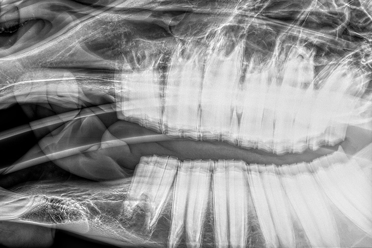 Visuel gamme radiology